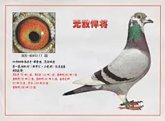 帝卢速霸龙“无敌悍将”