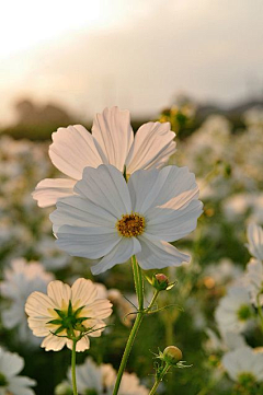 〇o愚鱼遇渔°采集到Flower