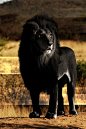 have you seen a black lion before?