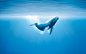 高清海洋动物鲸鱼