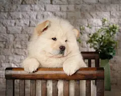 可爱的松狮犬桌面高清壁纸桌面壁纸3