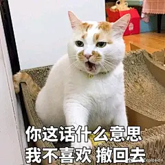 求这个猫的表情包，太爱了