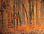全部尺寸 | Autumn Forest | Flickr - 相片分享！