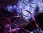 Blue Stone & Lavender Leaves | Flickr – 相片分享！
