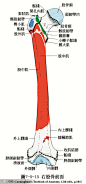 人体解剖--骨骼，肌肉很全面的套图