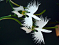 白鹭花即为鹭草所开的花（Habenaria radiata），原产朝鲜，台湾和日本，属兰科，已知记录有12种（种植）。英名：White Egret Flower，学名Habenaria radiata。因花的形状就象白鹭展翅飞翔的样子故取其名，因其十分美丽，故人为采摘过多造成数量急剧减少，已经属于属于濒临绝种的植物,在十大奇异植物中排行第三。