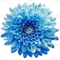 蓝色的菊花在白色的孤立背景与修剪路径。特写镜头。为设计。大自然。