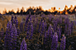 羽扁豆 | 10 best free flower, purple, plant, and sunset photos on Unsplash : See the best 10 free high-resolution photos of 羽扁豆 selected by 许 愿. These HD images are free to use for commercial projects.