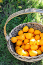 Cute meyer lemon tree with orange lemons:) | Lovely Lemony Lemons a...