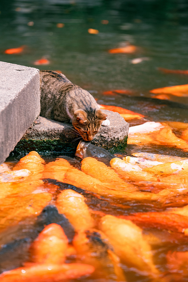 猫吻锦鲤这画面竟然真的有今日于上海豫园动物圈萌宠猫image