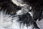feathers bird black and white marks charcoal ink