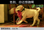 色狗，你还想跑啊 