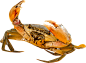 青蟹