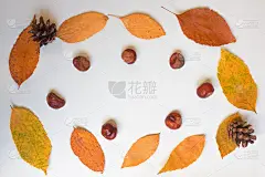 秋天的组成秋叶，松果和栗子的白色背景。平铺，俯视图，拷贝空间