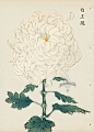 from Art of the Japanese Chrysanthemum