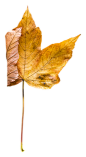 秋叶枯叶落叶黄色叶子影楼设计素材摄影后期免抠png元素素材，【查看来源浏览大图】335*650像素