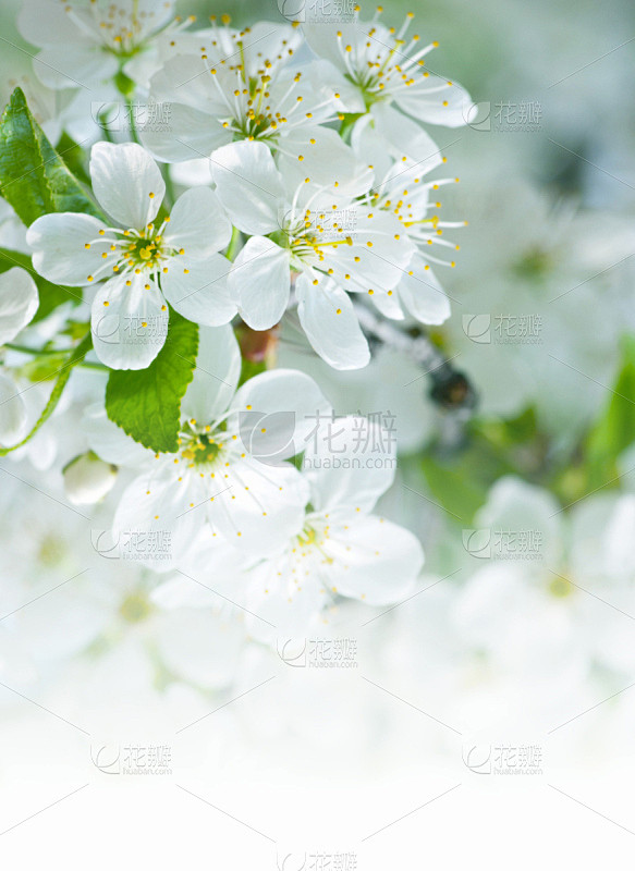 粉色,花朵,垂直画幅,天空,绿色,樱花,...