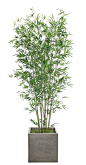 Bamboo 7'6" Tree in Cube Concrete Finish Container
