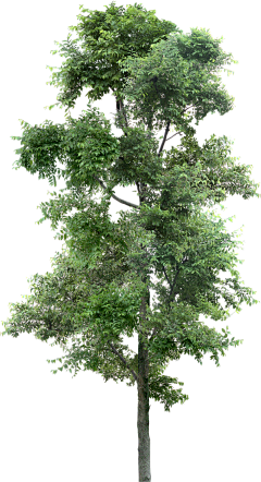 壹米周采集到素材_植物