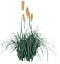 火炬花2