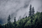 alpine alps fog forest mist mountains trees woodland