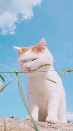 KarenIK采集到猫咪素材