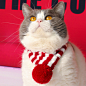 宠物猫狗兔手工项圈针织围脖口水巾新年礼物新品上架