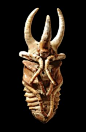 Stag beetle pupa