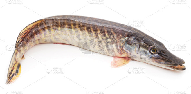 黑斑狗鱼,鱼类,动物的鳞,自然,水,水平画幅,全景,生食,海产,熟食店
