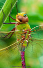 **Dragonfly Closeup