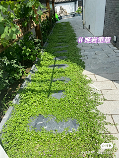 橘子时空采集到铺地类植物