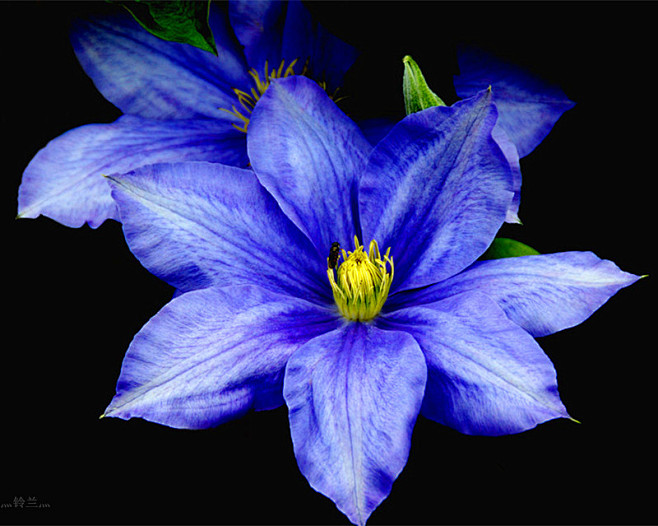 #微距# #鲜花#