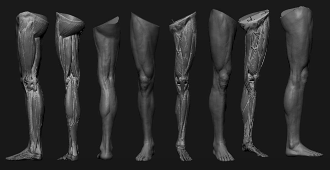 Leg anatomy study.-花瓣网