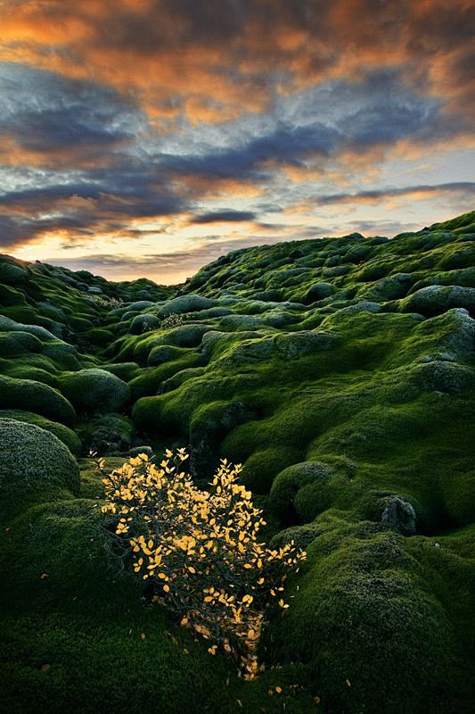 Moss covered lava fi...