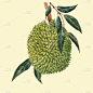 水彩画,榴莲,花朵,泰国,春天,艺术品,植物,花,复古,绘制