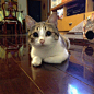 猫猫表情包_360图片