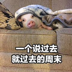 兮儿的小宝贝采集到猪