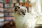 General 2048x1365 cats animals Siamese cats blue eyes blurred indoors animal eyes mammals