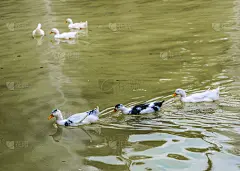 六只鸭子在湖里游泳