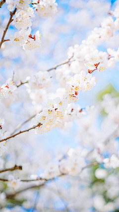 夏洛华生采集到花如烟