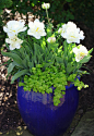'Mt. Tacoma' tulips grown in container with creeping jenny.