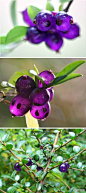 亮叶忍冬honeysuckle。忍冬又称金银花。金银花自古被誉为清热解毒的良药。常绿灌木，株高可达2～3m，枝叶十分密集，小枝细长，横展生长。叶对生细小，椭圆形，上面亮绿色，下面淡绿色。花腋生，并列着生两朵花，花冠管状，淡黄色，具清香，浆果蓝紫色。