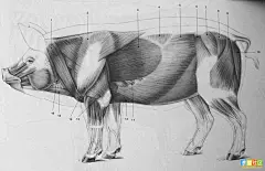 我以前从某个论坛剽窃来的图集_狂野生灵吧_百度贴吧