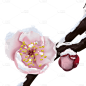 粉色桃花花枝小寒元素创意贴纸