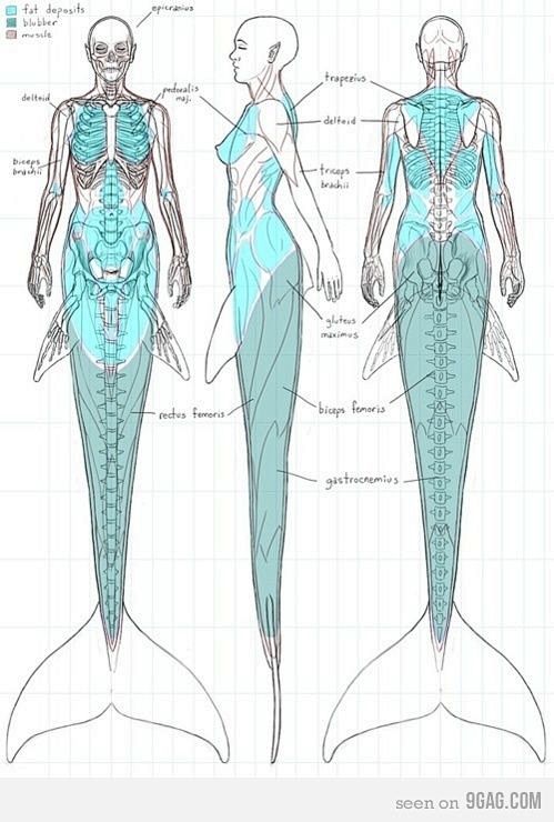 #绘画学习#  【人鱼】关于美人鱼的设计...