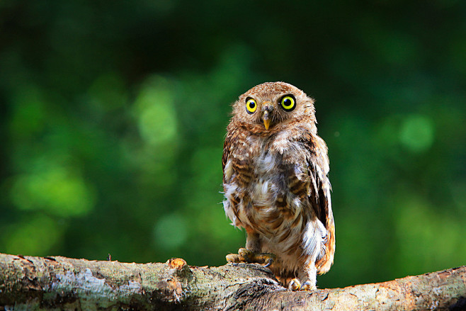 Photograph Owl by Sa...