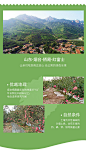 山东红富士