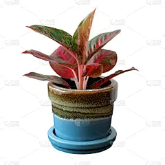 小的,泰国,四肢,枝繁叶茂,白色,植物学,灌木,一个物体,碗