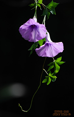 瞎起名采集到花