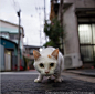 Masayuki Oki 猫写真家 在 Instagram 上发布：“レンズに興味津々。 #cat #ねこ”